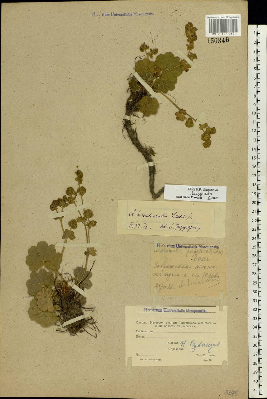 Alchemilla hirsuticaulis H. Lindb., Eastern Europe, Moscow region (E4a) (Russia)