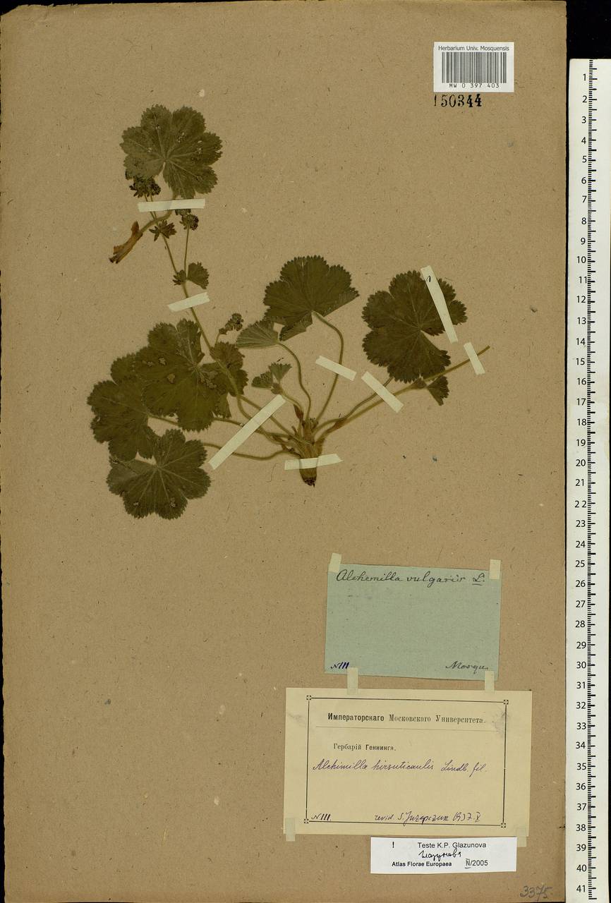 Alchemilla hirsuticaulis H. Lindb., Eastern Europe, Moscow region (E4a) (Russia)