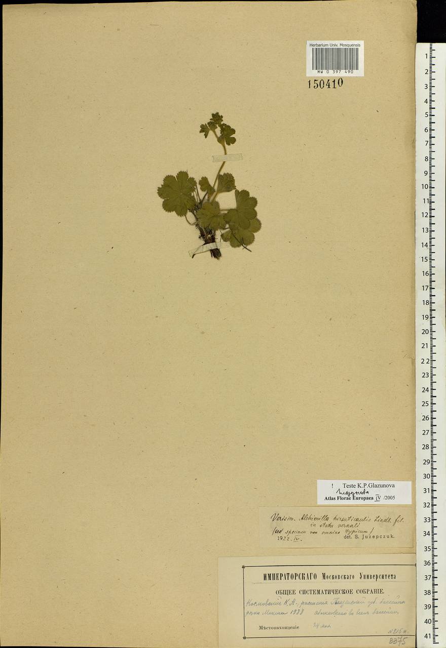Alchemilla hirsuticaulis H. Lindb., Eastern Europe, Middle Volga region (E8) (Russia)