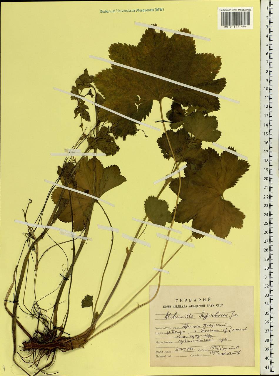 Alchemilla hyperborea Juz., Eastern Europe, Northern region (E1) (Russia)