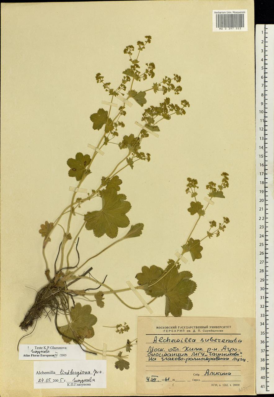 Alchemilla lindbergiana Juz., Eastern Europe, Moscow region (E4a) (Russia)