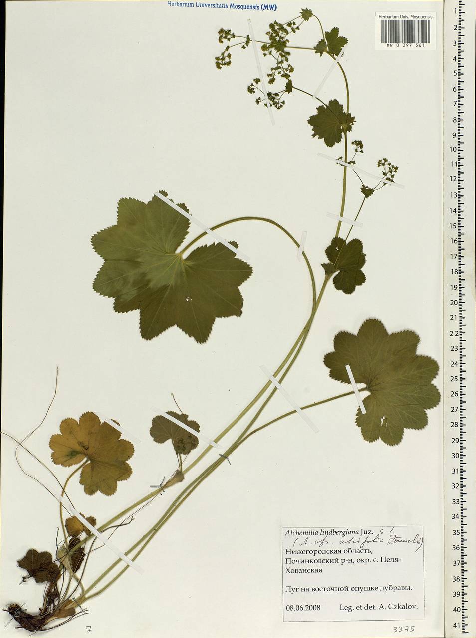 Alchemilla lindbergiana Juz., Eastern Europe, Volga-Kama region (E7) (Russia)