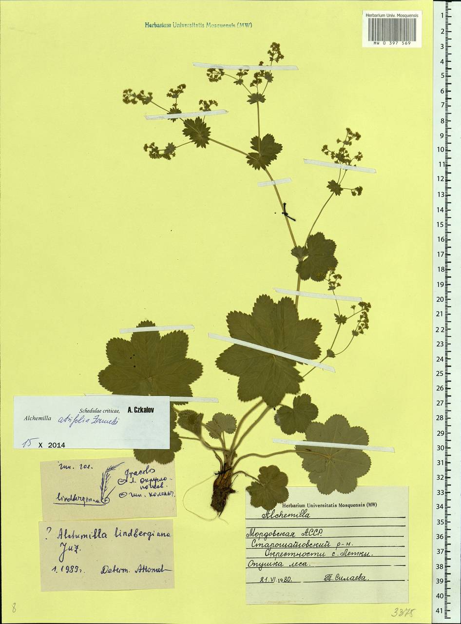 Alchemilla lindbergiana Juz., Eastern Europe, Middle Volga region (E8) (Russia)