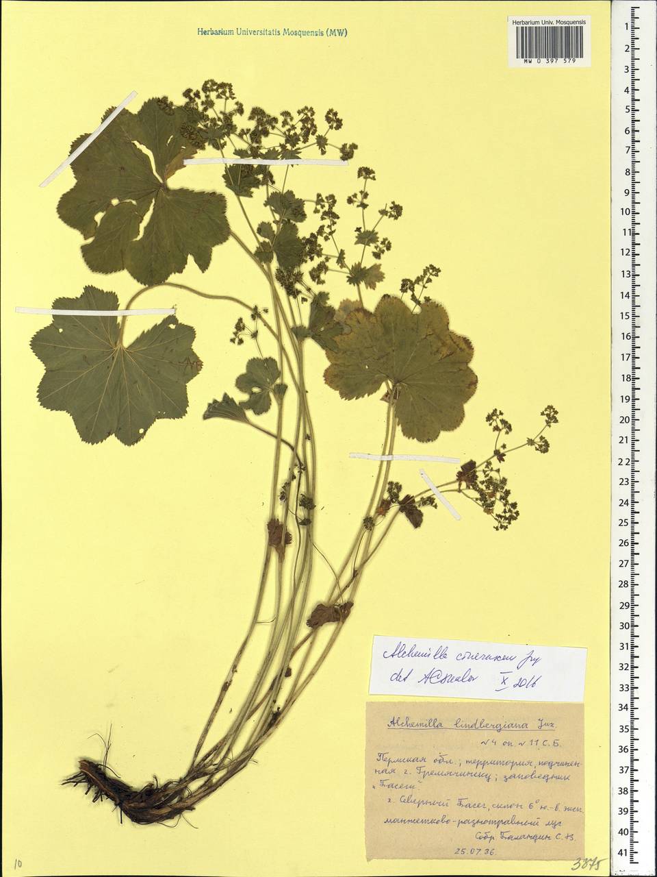Alchemilla lindbergiana Juz., Eastern Europe, Eastern region (E10) (Russia)