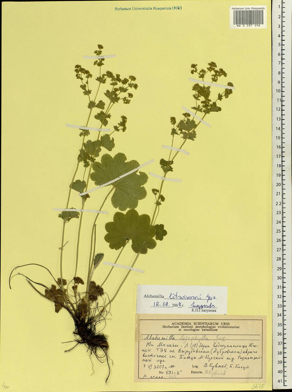 Alchemilla litwinowii Juz., Eastern Europe, Moscow region (E4a) (Russia)