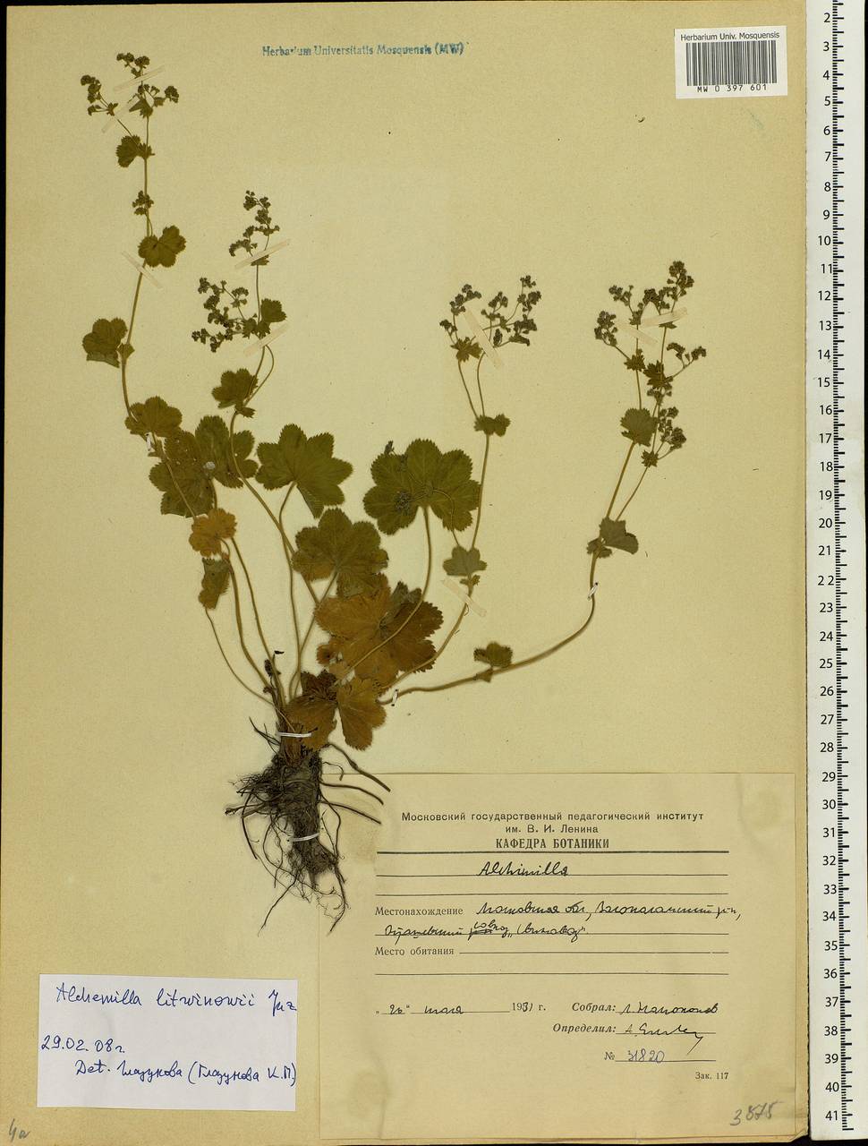 Alchemilla litwinowii Juz., Eastern Europe, Moscow region (E4a) (Russia)