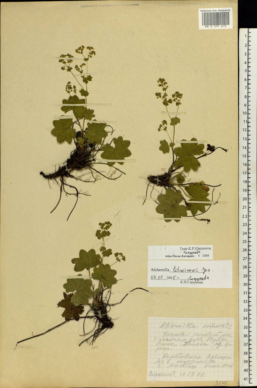 Alchemilla litwinowii Juz., Eastern Europe, Eastern region (E10) (Russia)