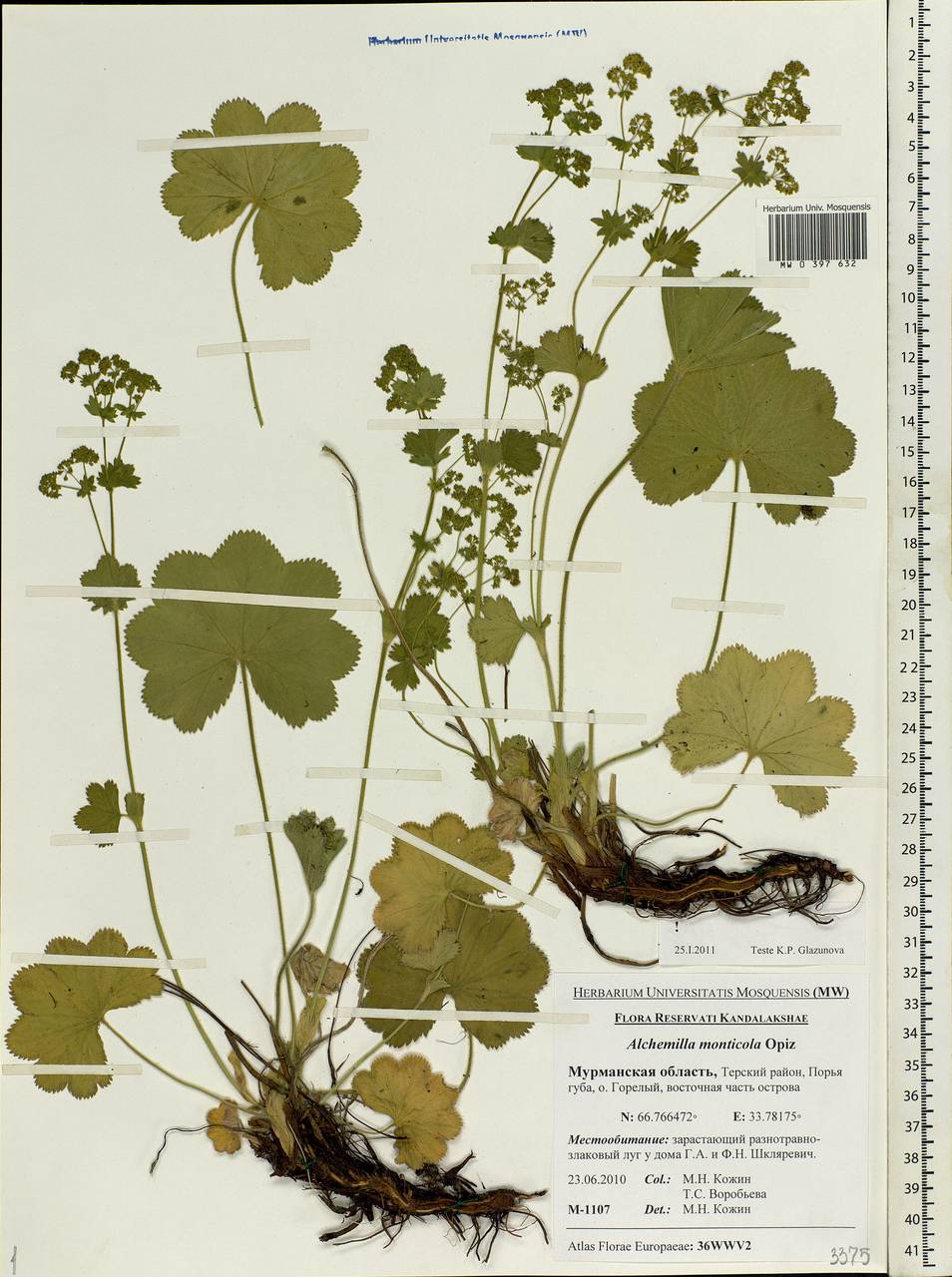 Alchemilla monticola Opiz, Eastern Europe, Northern region (E1) (Russia)