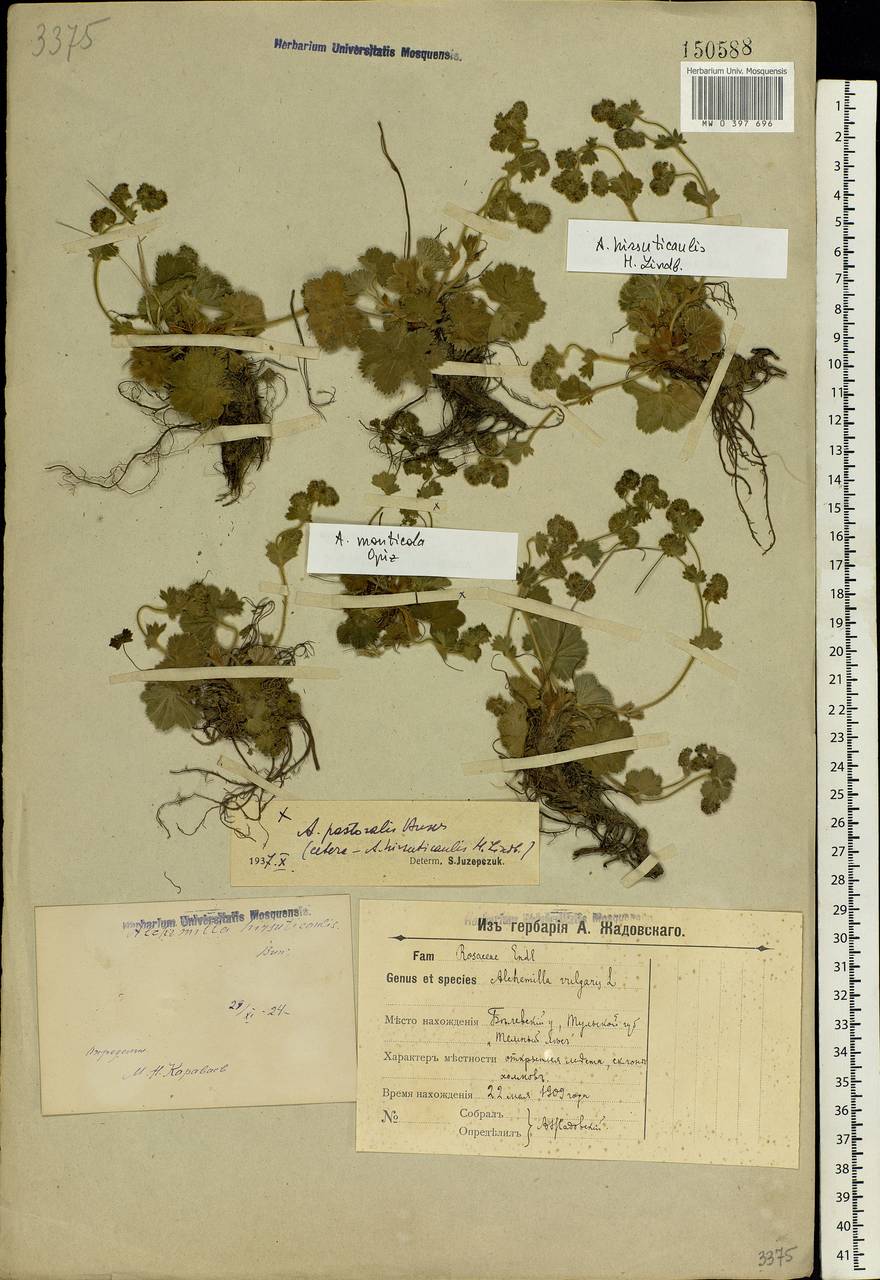 Alchemilla monticola Opiz, Eastern Europe, Central region (E4) (Russia)