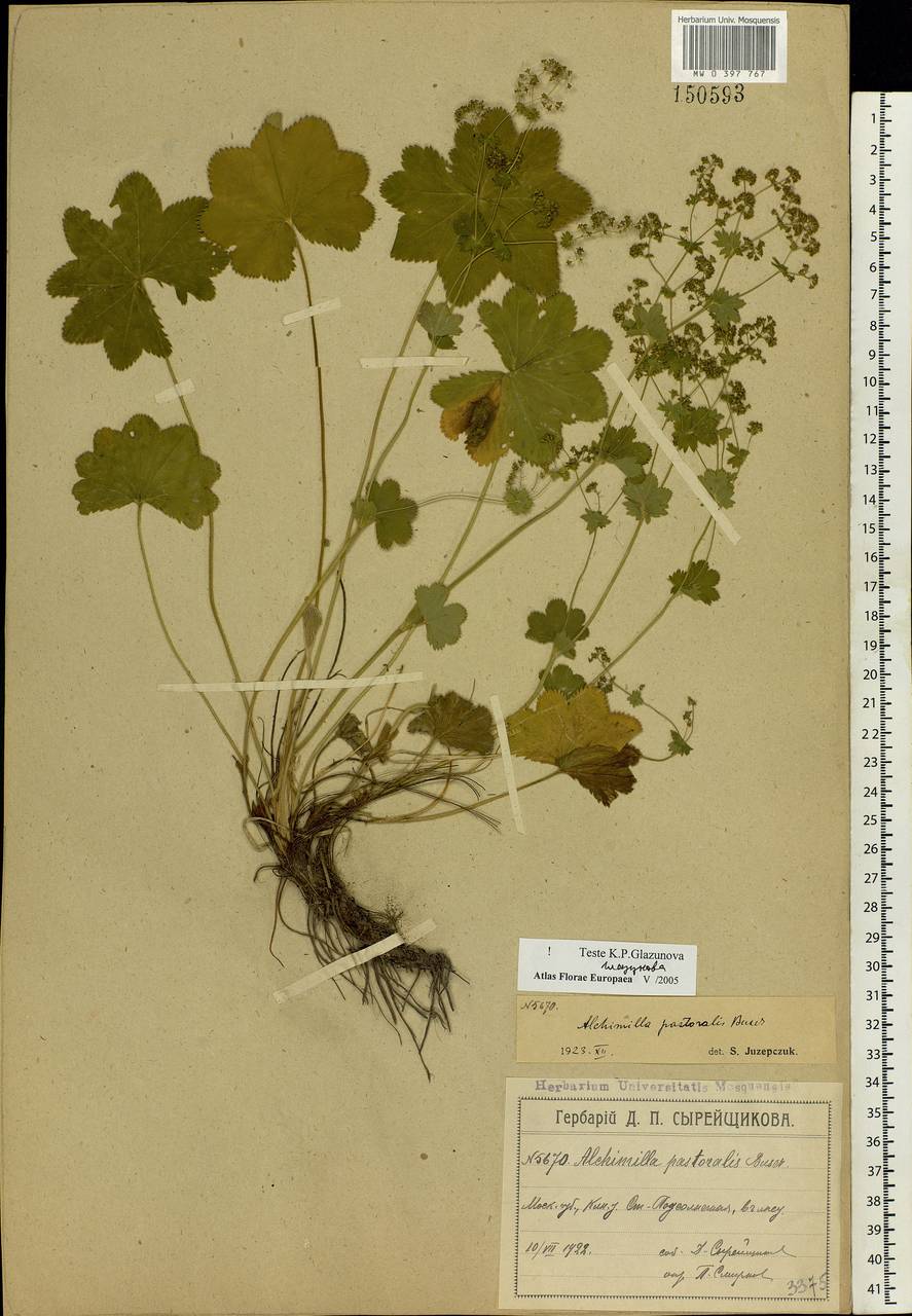 Alchemilla monticola Opiz, Eastern Europe, Moscow region (E4a) (Russia)