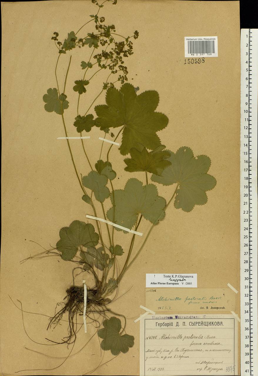 Alchemilla monticola Opiz, Eastern Europe, Moscow region (E4a) (Russia)