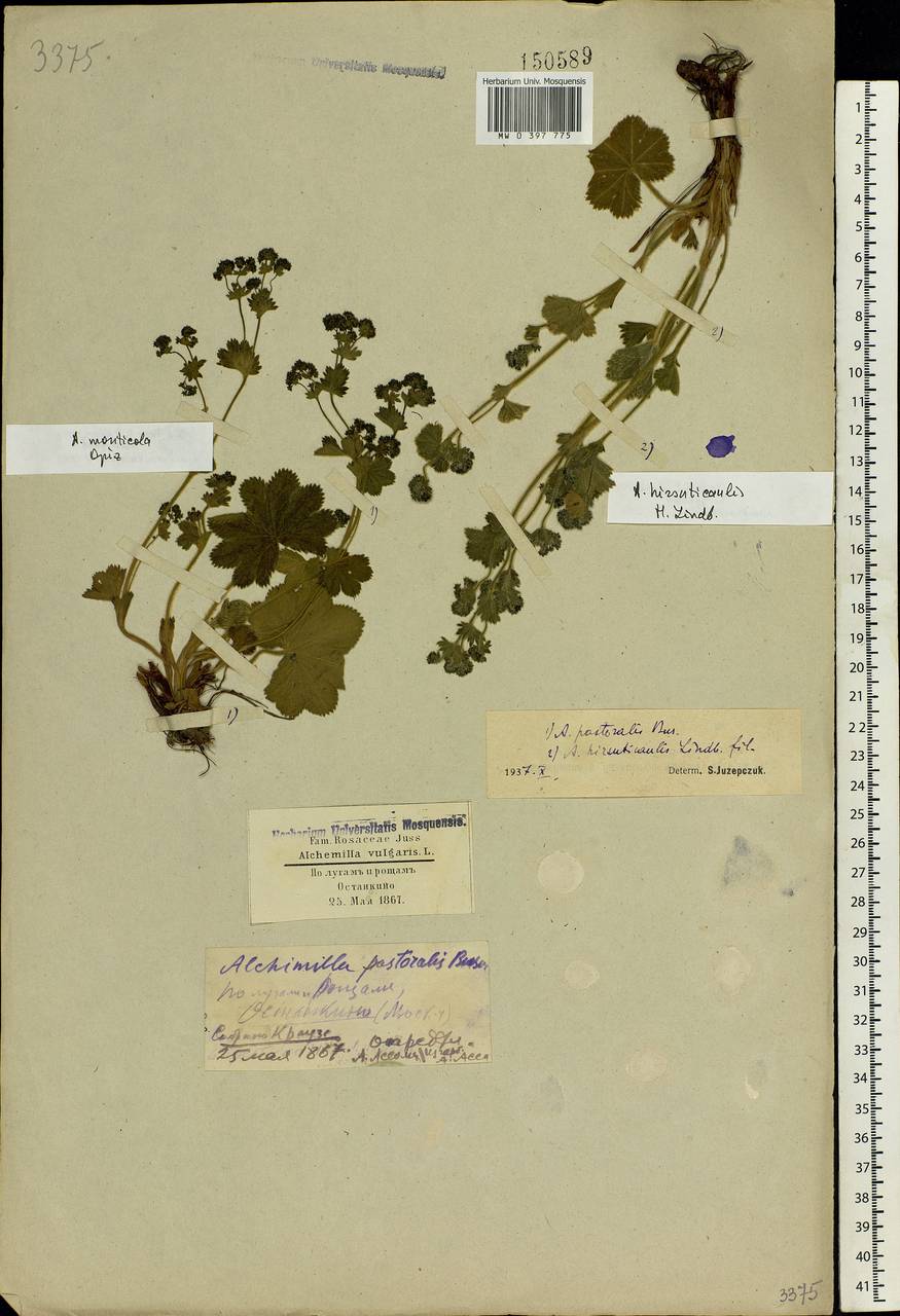 Alchemilla monticola Opiz, Eastern Europe, Moscow region (E4a) (Russia)