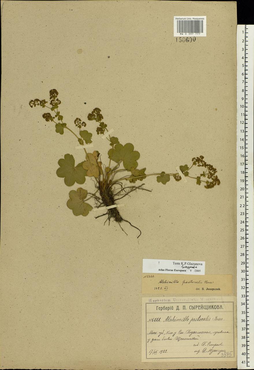Alchemilla monticola Opiz, Eastern Europe, Moscow region (E4a) (Russia)