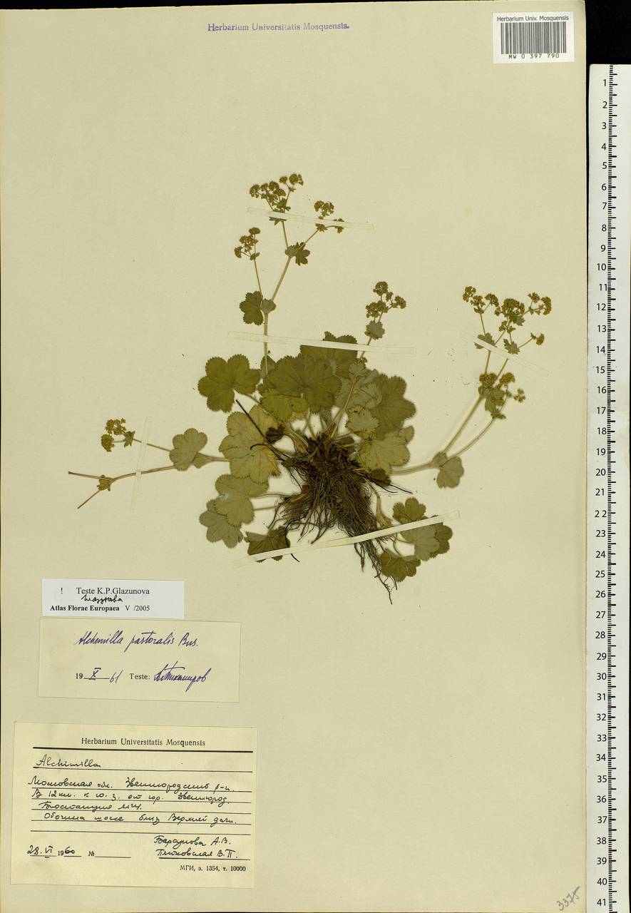 Alchemilla monticola Opiz, Eastern Europe, Moscow region (E4a) (Russia)