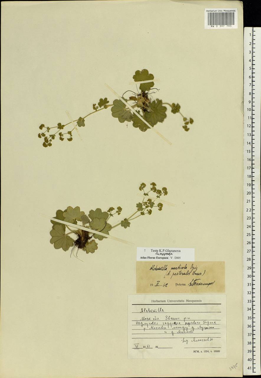 MW0397793, Alchemilla monticola (Манжетка горная), specimen Alchemilla monticola Opiz, Eastern Europe, Moscow region (E4a) (Russia)