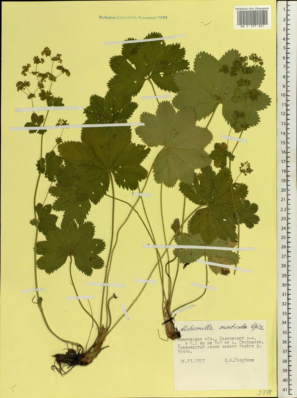 Alchemilla monticola Opiz, Eastern Europe, Central forest region (E5) (Russia)