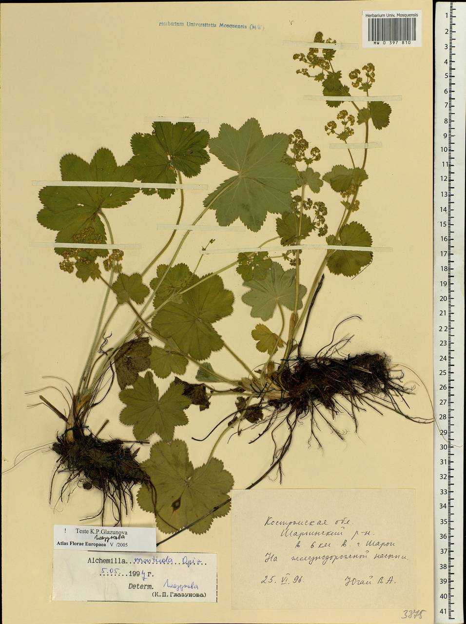 Alchemilla monticola Opiz, Eastern Europe, Central forest region (E5) (Russia)