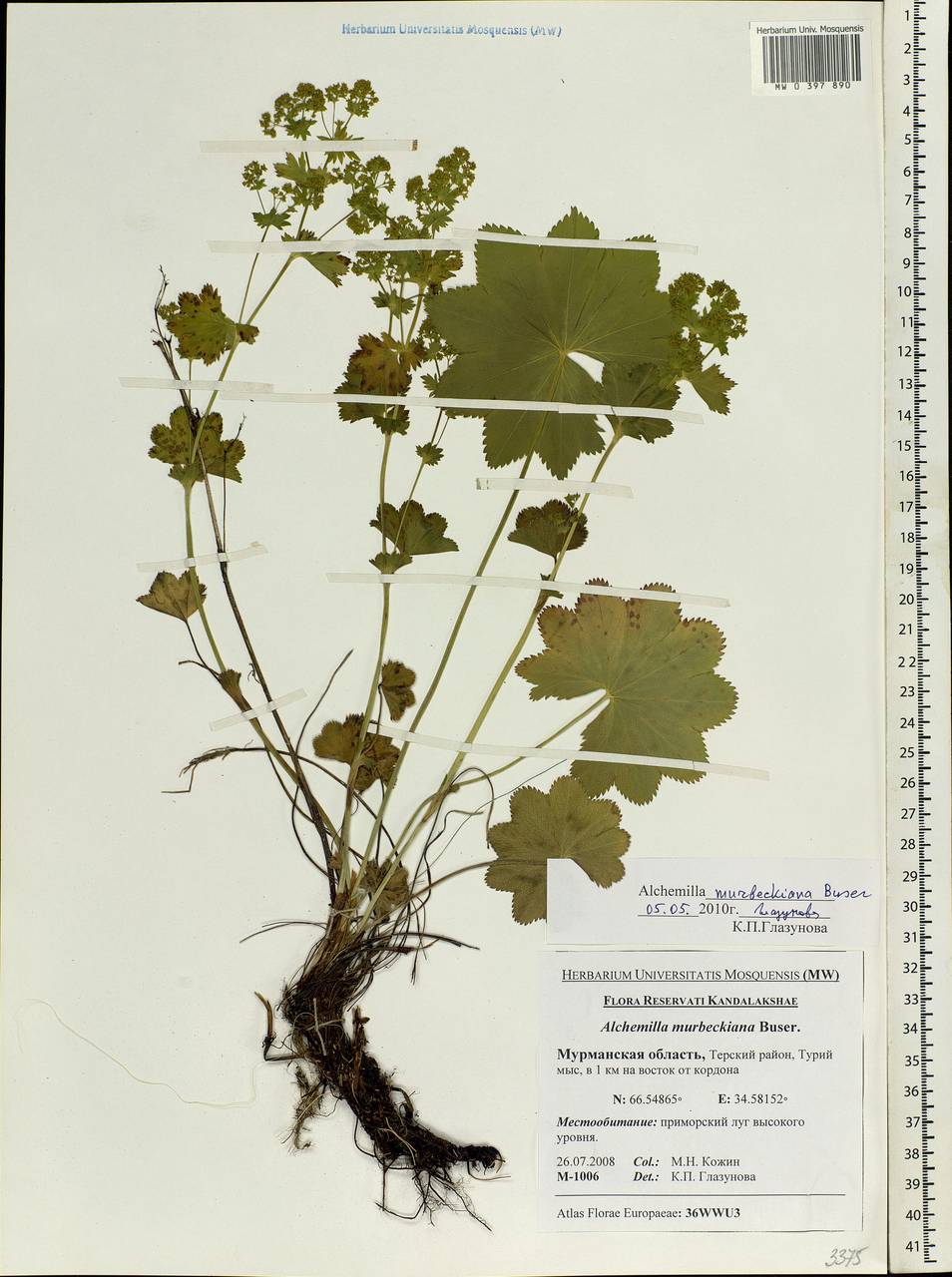Alchemilla murbeckiana Buser, Eastern Europe, Northern region (E1) (Russia)