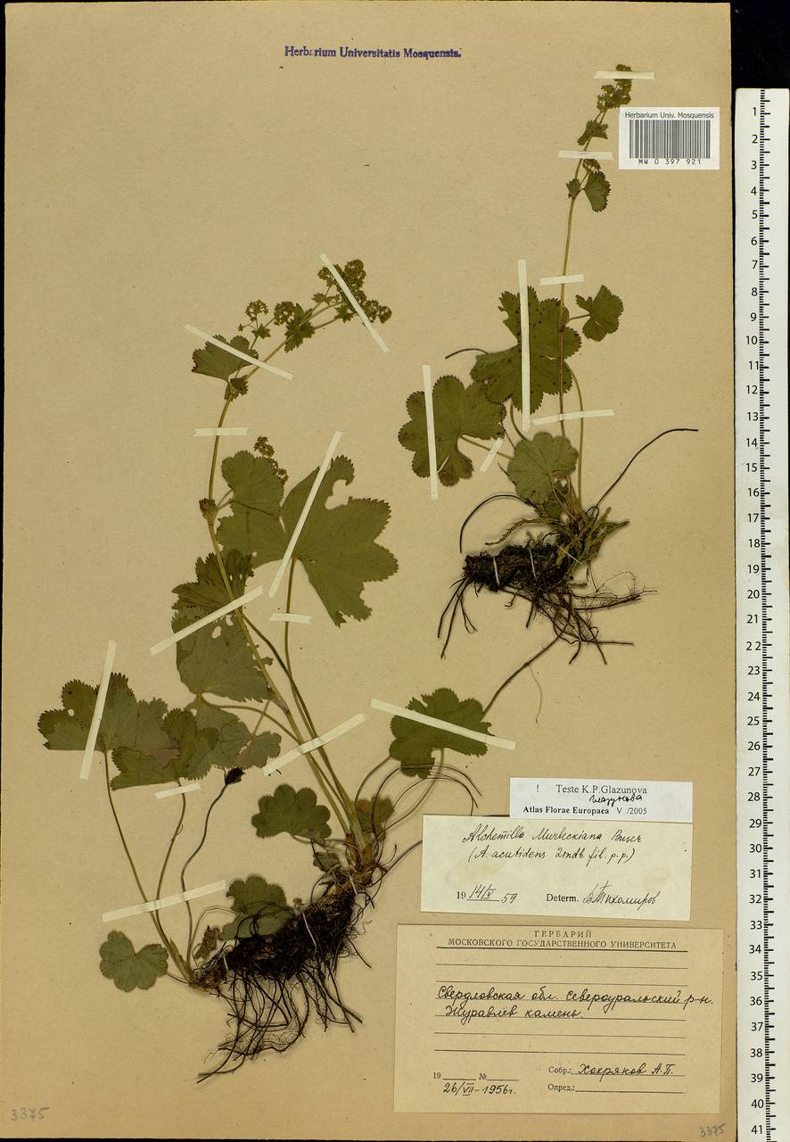 Alchemilla murbeckiana Buser, Eastern Europe, Eastern region (E10) (Russia)