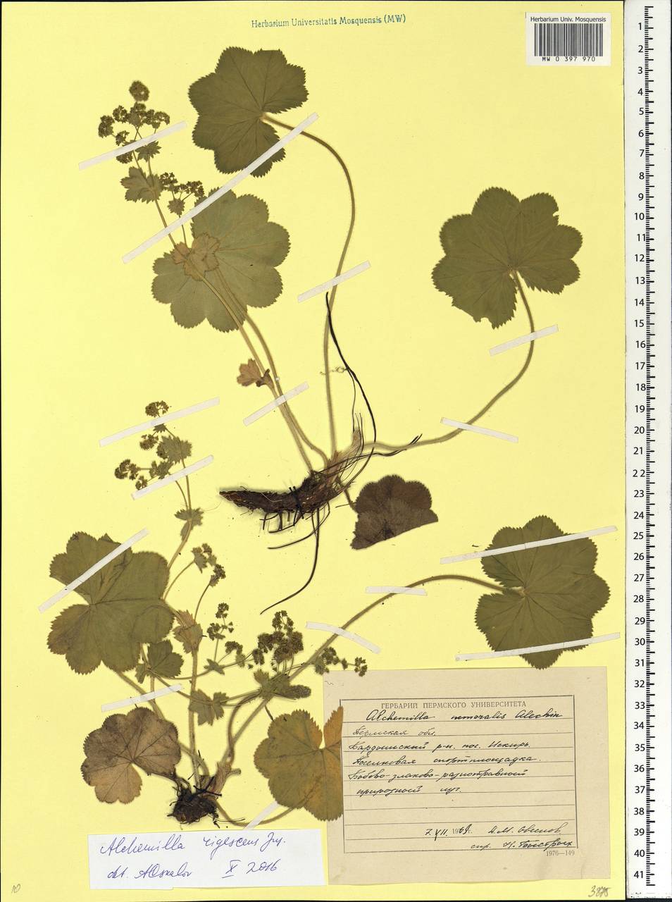 Alchemilla nemoralis Alechin, Eastern Europe, Eastern region (E10) (Russia)