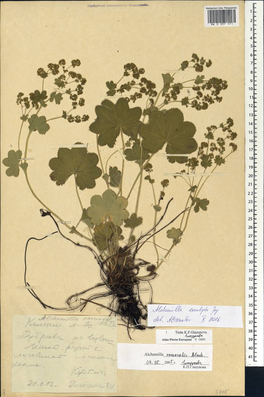 Alchemilla exsculpta Juz., Eastern Europe, Middle Volga region (E8) (Russia)