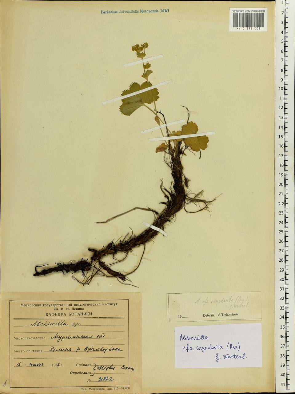 Alchemilla oxyodonta (Buser) C. G. Westerl., Eastern Europe, Northern region (E1) (Russia)
