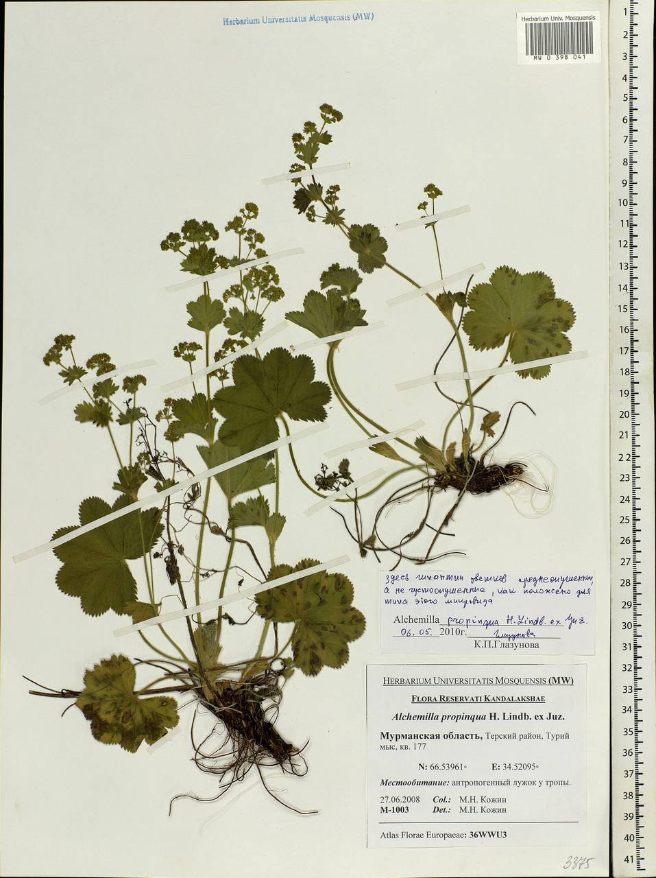 Alchemilla propinqua H. Lindb. ex Juz., Eastern Europe, Northern region (E1) (Russia)