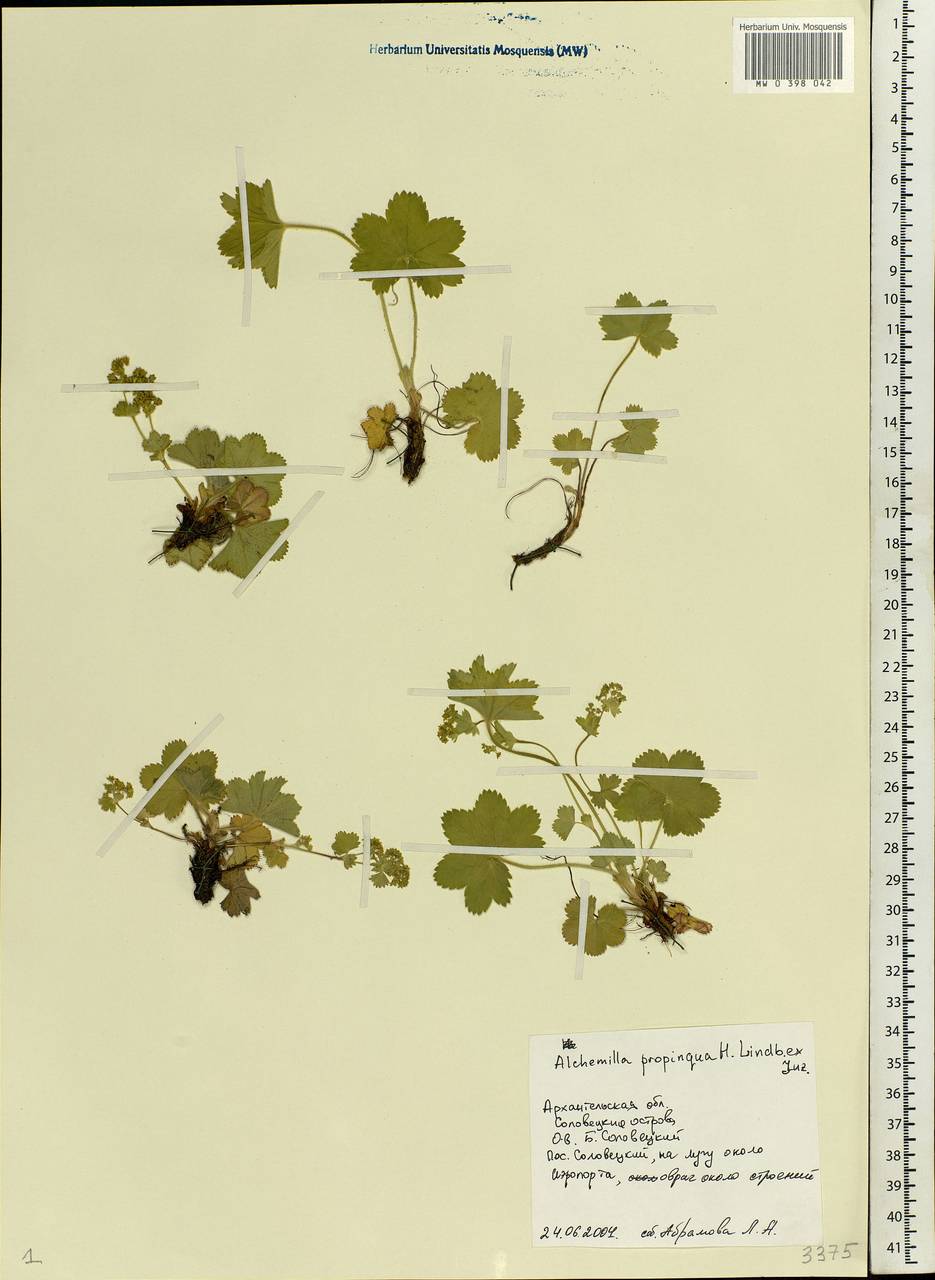 Alchemilla propinqua H. Lindb. ex Juz., Eastern Europe, Northern region (E1) (Russia)