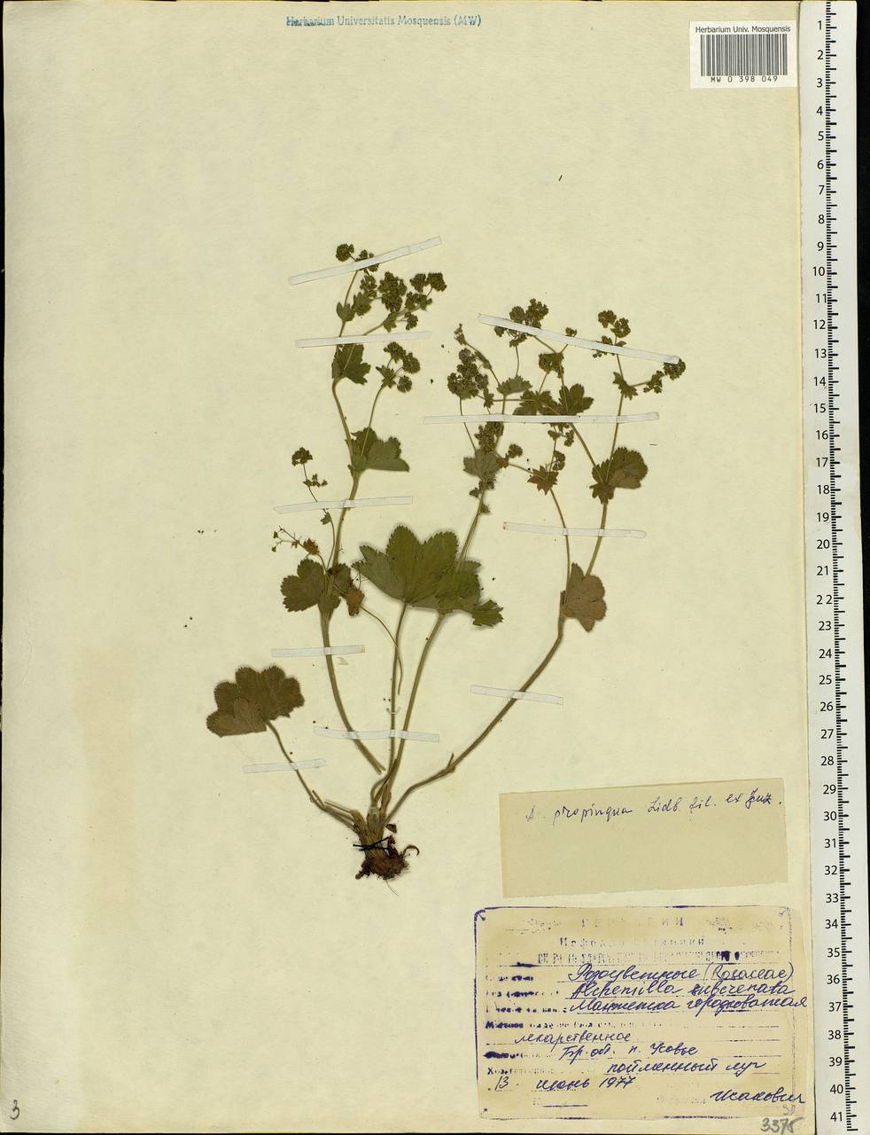 Alchemilla propinqua H. Lindb. ex Juz., Eastern Europe, Western region (E3) (Russia)