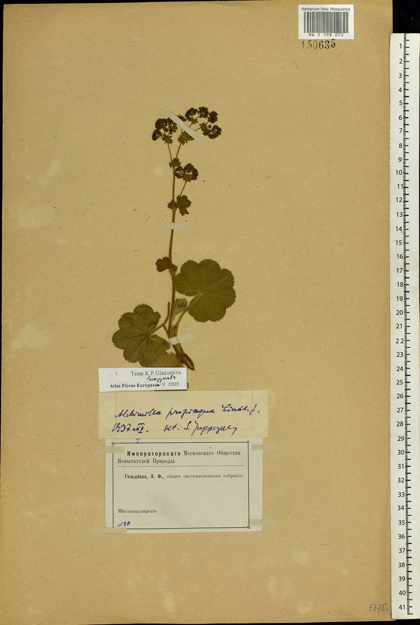 Alchemilla propinqua H. Lindb. ex Juz., Eastern Europe (no precise locality) (E0) (Not classified)