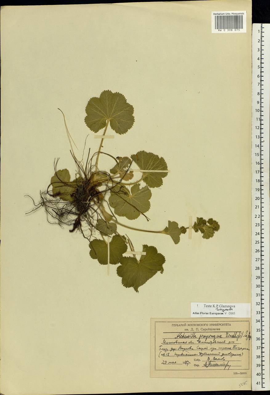 Alchemilla propinqua H. Lindb. ex Juz., Eastern Europe, Moscow region (E4a) (Russia)