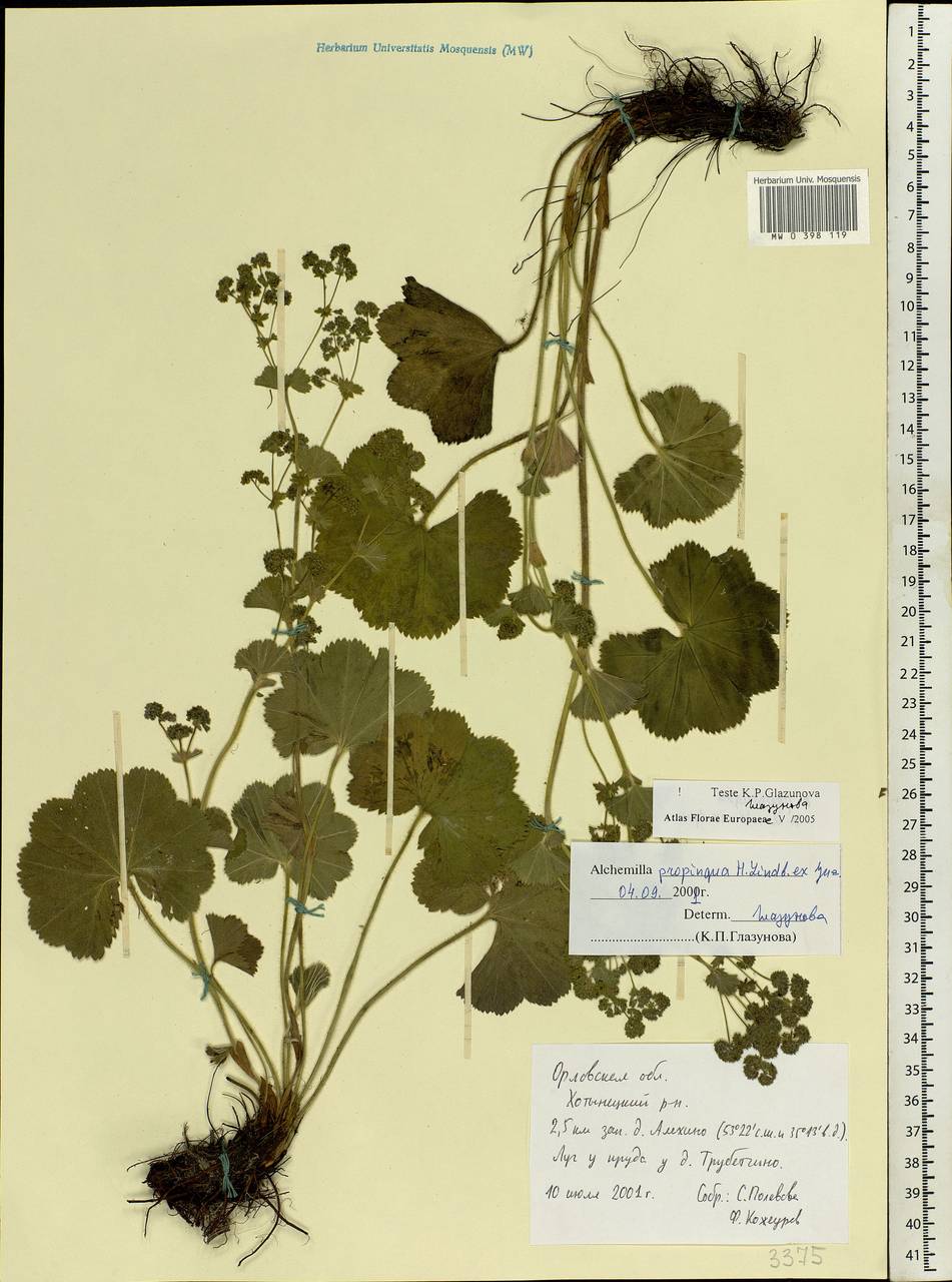 Alchemilla propinqua H. Lindb. ex Juz., Eastern Europe, Central forest-and-steppe region (E6) (Russia)