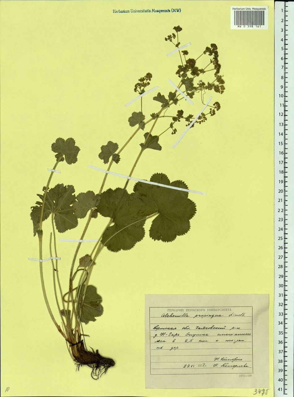 Alchemilla propinqua H. Lindb. ex Juz., Eastern Europe, Eastern region (E10) (Russia)