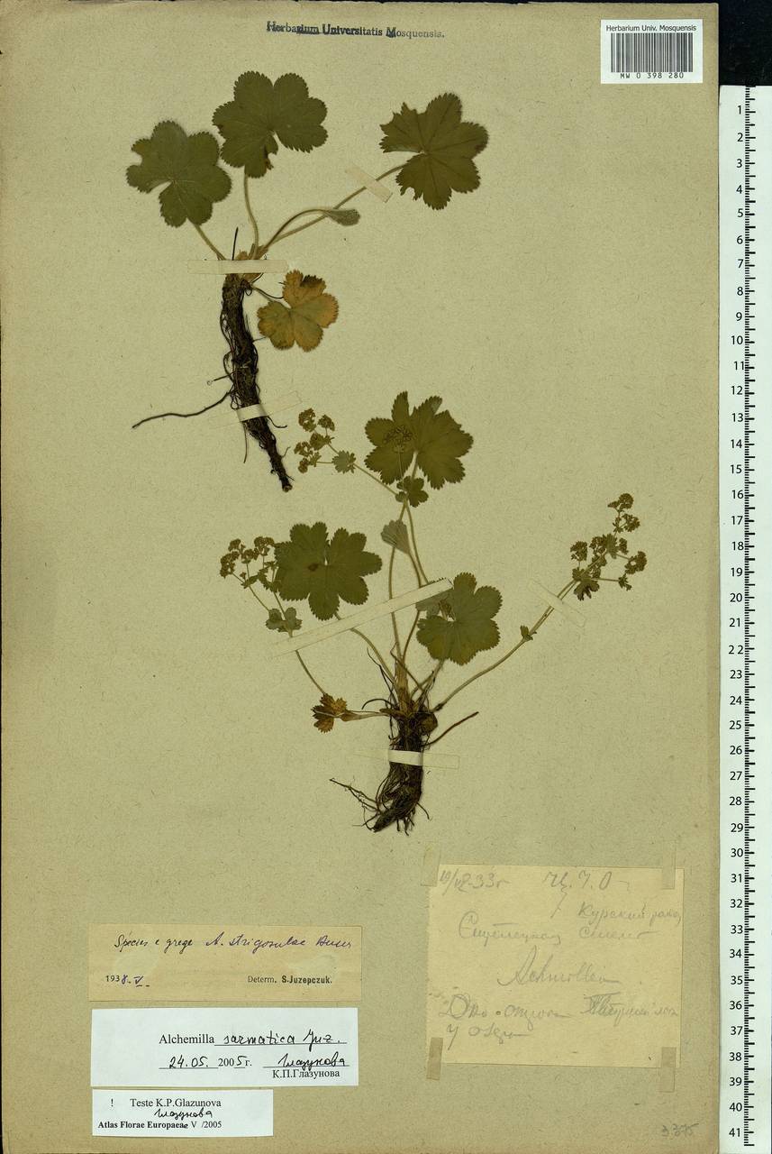 Alchemilla sarmatica Juz., Eastern Europe, Central forest-and-steppe region (E6) (Russia)