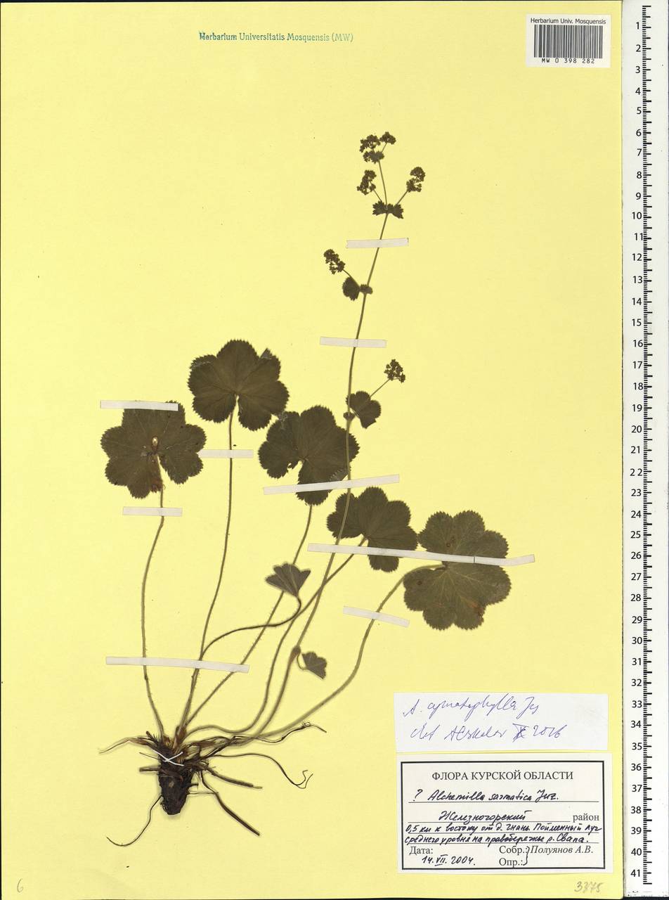 Alchemilla cymatophylla Juz., Eastern Europe, Central forest-and-steppe region (E6) (Russia)