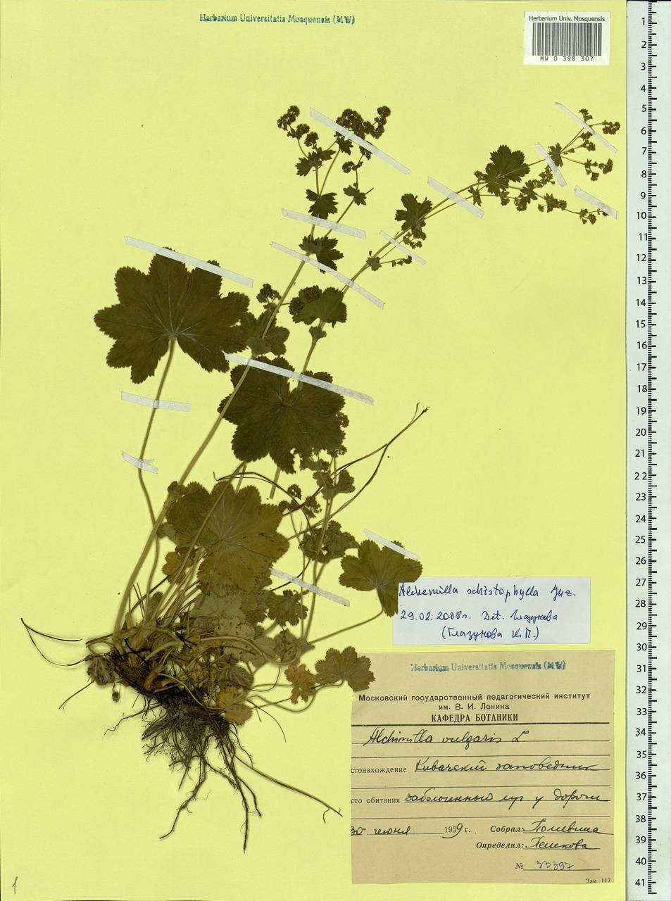 Alchemilla schistophylla Juz., Eastern Europe, Northern region (E1) (Russia)