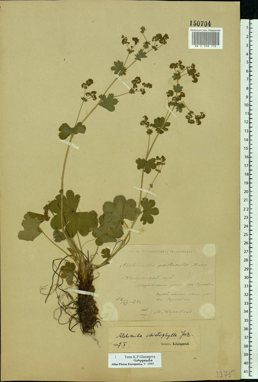 Alchemilla schistophylla Juz., Eastern Europe, Central region (E4) (Russia)