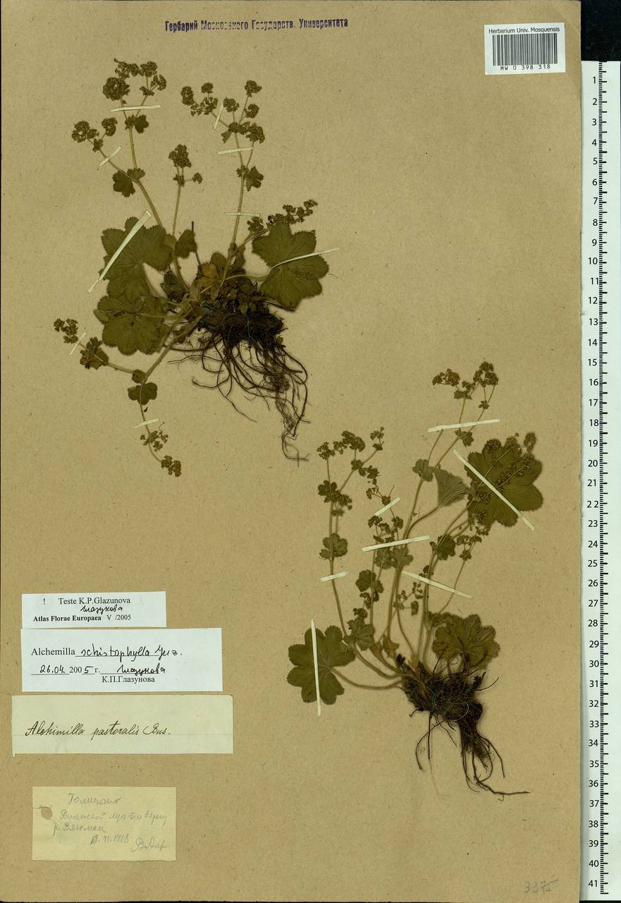 Alchemilla schistophylla Juz., Eastern Europe, Moscow region (E4a) (Russia)