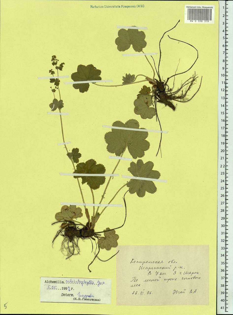 Alchemilla schistophylla Juz., Eastern Europe, Central forest region (E5) (Russia)