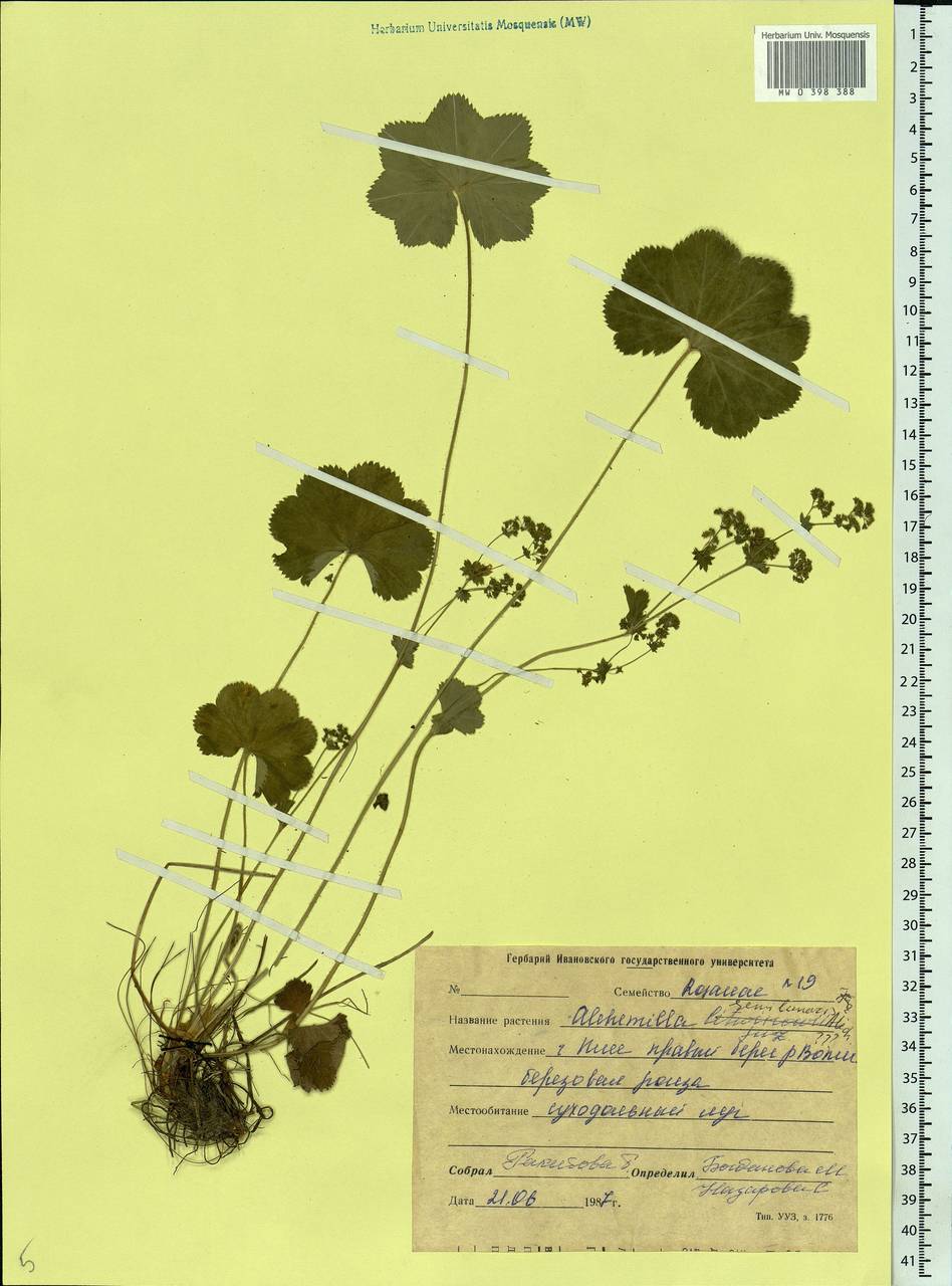Alchemilla semilunaris Alechin, Eastern Europe, Central forest region (E5) (Russia)