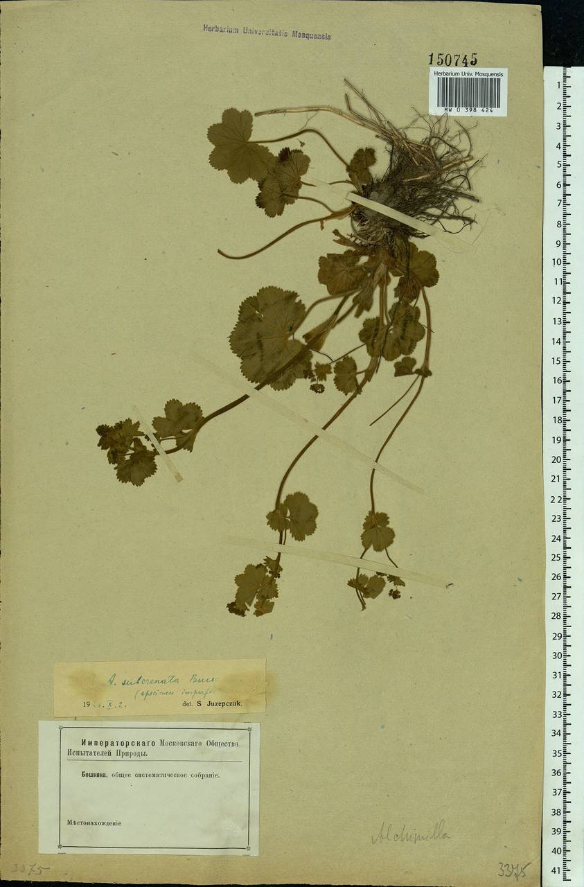 Alchemilla subcrenata Buser, Eastern Europe (no precise locality) (E0) (Not classified)