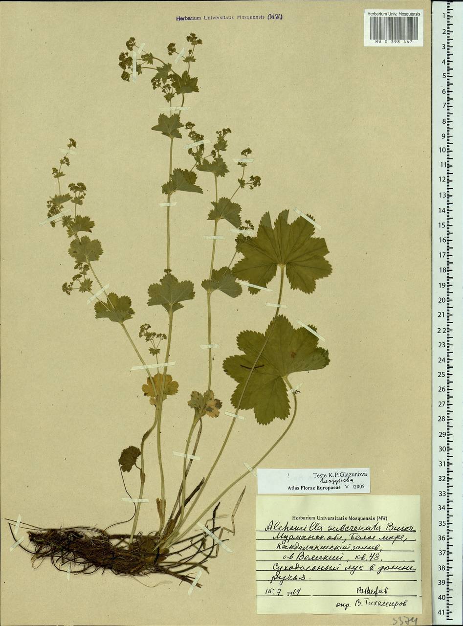 Alchemilla subcrenata Buser, Eastern Europe, Northern region (E1) (Russia)