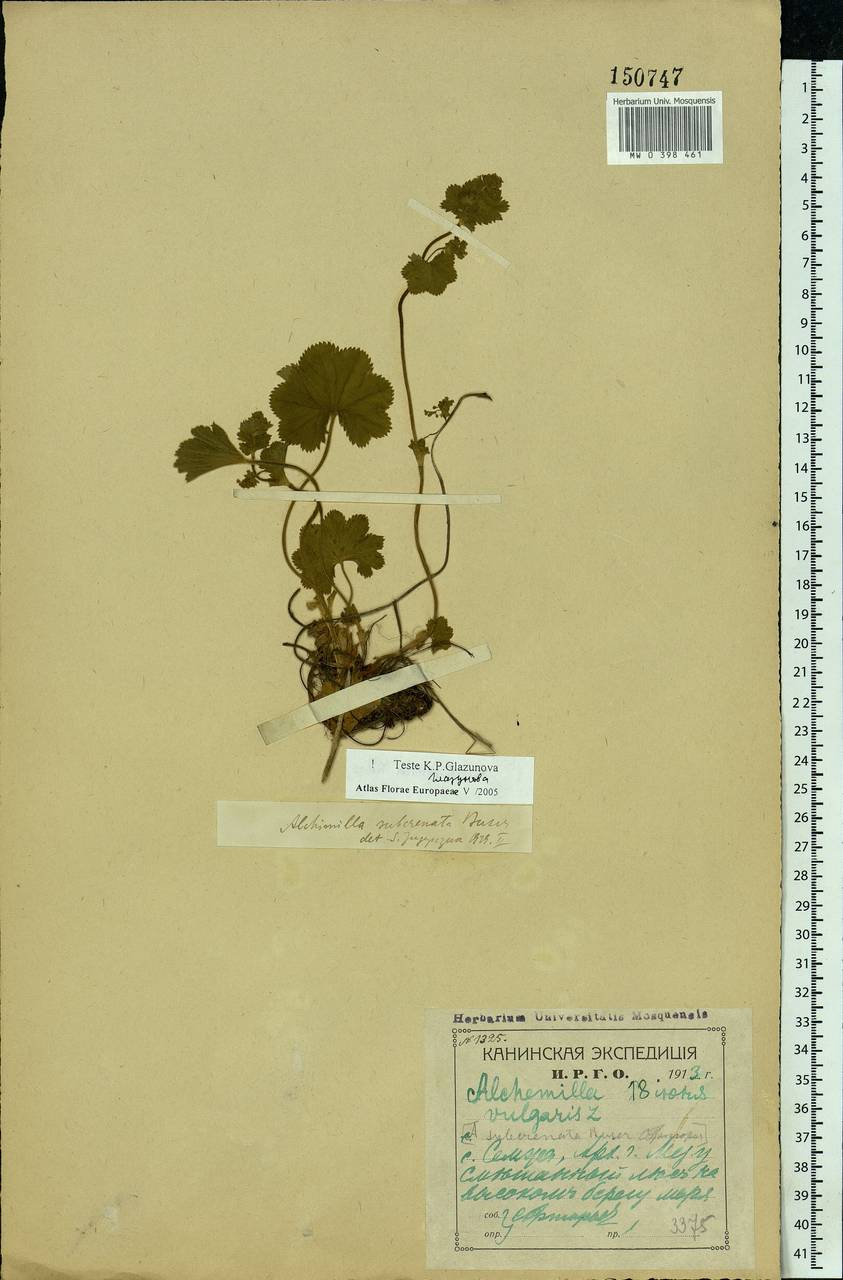 Alchemilla subcrenata Buser, Eastern Europe, Northern region (E1) (Russia)