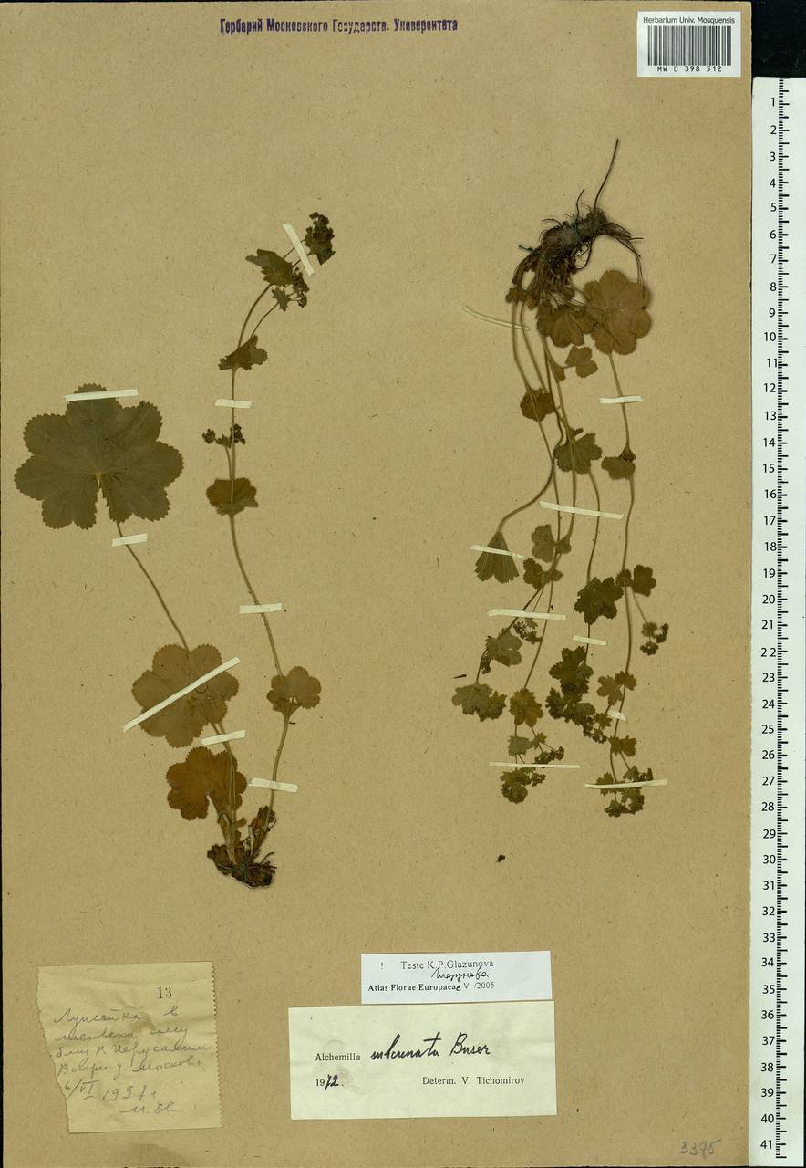Alchemilla subcrenata Buser, Eastern Europe, Moscow region (E4a) (Russia)