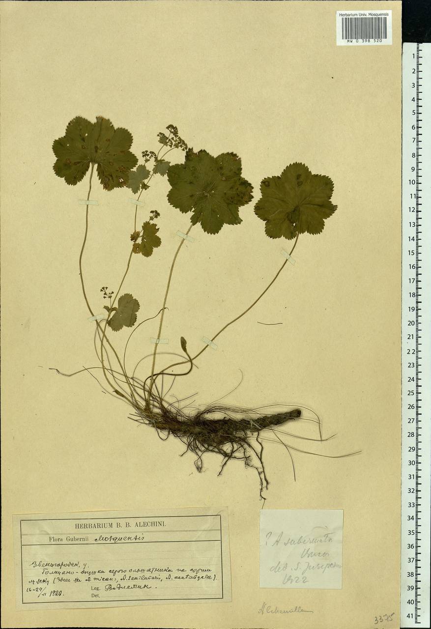 Alchemilla subcrenata Buser, Eastern Europe, Moscow region (E4a) (Russia)