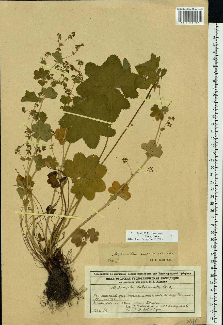 Alchemilla subcrenata Buser, Eastern Europe, Volga-Kama region (E7) (Russia)