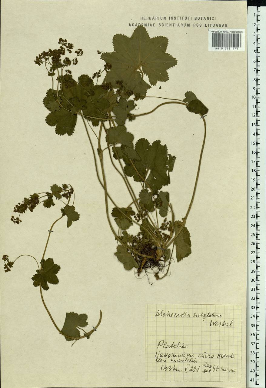 Alchemilla subglobosa C. G. Westerl., Eastern Europe, Lithuania (E2a) (Lithuania)