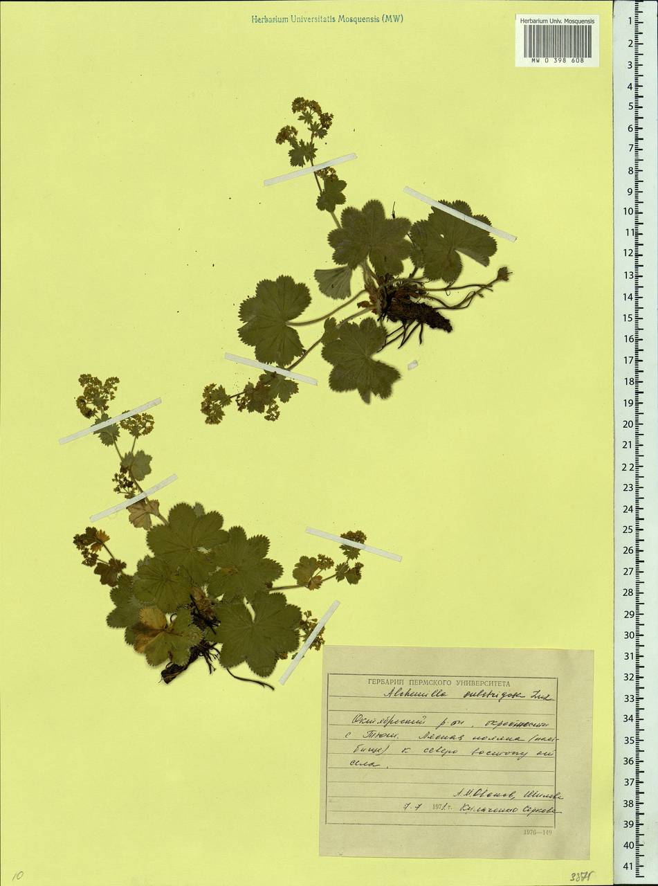 Alchemilla substrigosa Juz. ex Majewski, Eastern Europe, Eastern region (E10) (Russia)