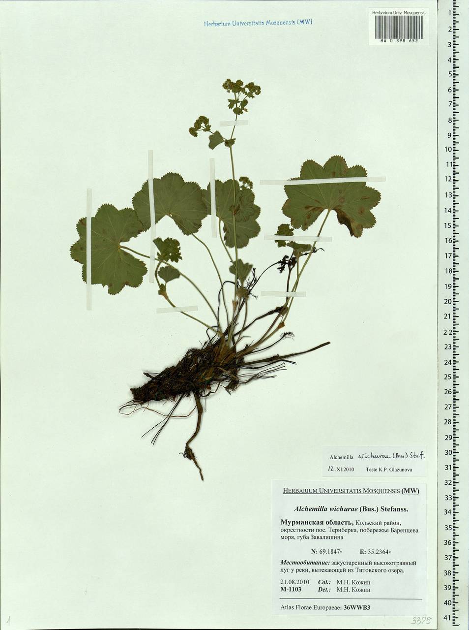 Alchemilla wichurae (Buser) Stefansson, Eastern Europe, Northern region (E1) (Russia)
