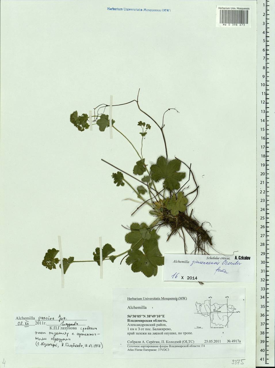 Alchemilla zimoenkensis Czkalov, Eastern Europe, Central region (E4) (Russia)
